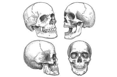 Sketch skull. Hand drawn anatomical skulls in different projection&2C; mo