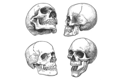 Hand drawn skull. Sketch anatomical skulls in different angles&2C; gothic