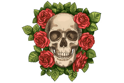 Skull and roses. Dead skeleton head and red flowers&2C; hand drawn gothic