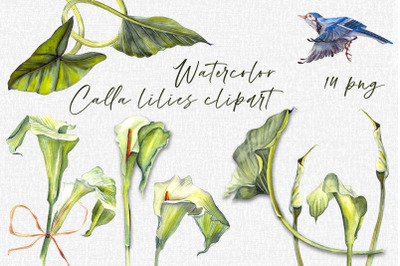 Calla lily watercolor floral and leaf clipart