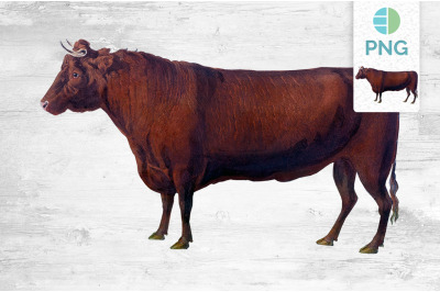 Cow Clipart Devon