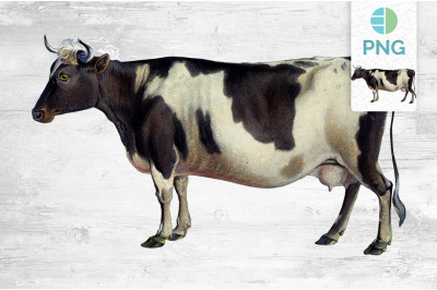 Cow Clipart Zetland