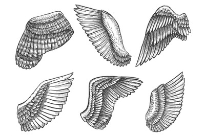 Hand drawn wings. Sketch bird or angel wing with feathers&2C; engraved di