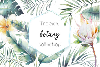 Tropical botany