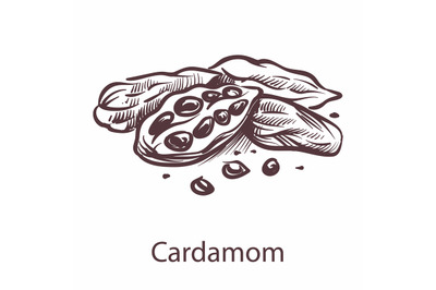 Cardamom icon. Botanical sketch for labels and packages in engraving s