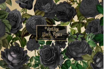 Vintage Black Roses Clipart