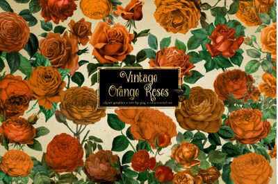 Vintage Orange Roses Clipart