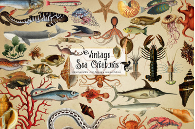 Vintage Sea Creatures Clipart