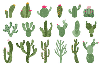 Cute cactus. Succulents and cacti flower, green prickly desert house p