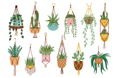 Plant in hanging pots. Houseplant hang on rope, decorative indoor plan