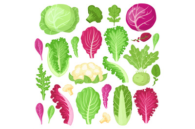 Cartoon cabbage. Cauliflower, kale, broccoli and lettuce leaves, organ