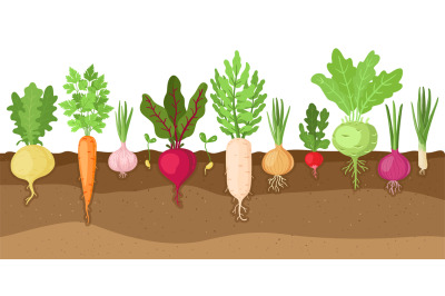 Planted vegetables. Cartoon root growing vegetables, veggies fibrous r