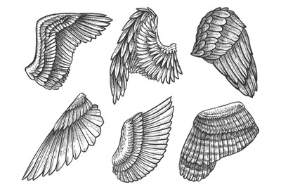 Sketch wings. Hand drawn eagle&2C; angel detailed wing with feathers&2C; her