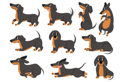 Dachshund. Cute dogs characters various poses hunting breed&2C; design fo