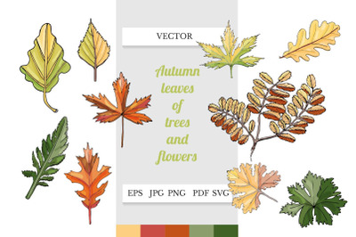 Autumn leaves clipart. Leaves SVG. Fall leaves art.