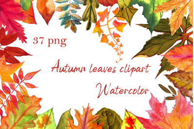 Autumn leaves clipart