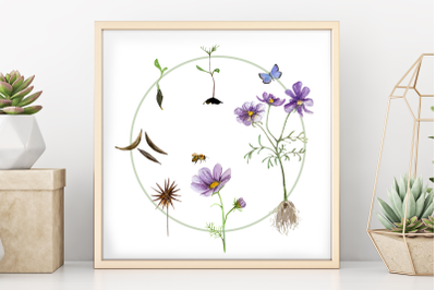 Flower Life Cycle Clip Art and Print