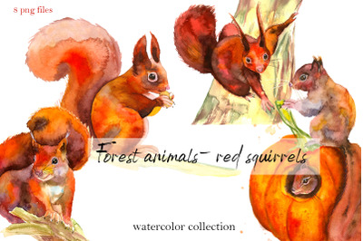 Forest animals - red squirrels. Watercolor collection clipart
