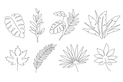 Tropical leaves. Palm tree and maple linear leaf. Tropic jungle and be