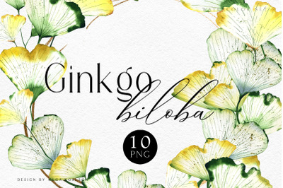 Watercolor ginkgo biloba clipart. Boho floral clipart  green leaf