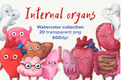 Internal organs. Watercolor collection