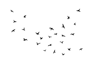 Flying bird. Flock of birds black silhouettes&2C; abstract flight migrati