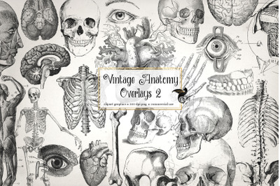 Antique Anatomy Overlays Set 2