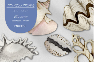 Watercolor set of sea shells PNG