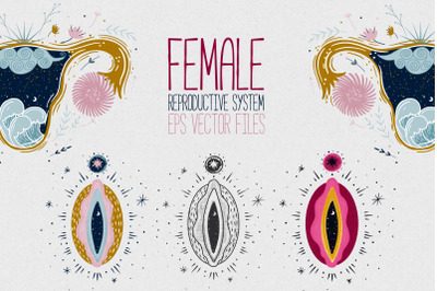 Female reproductive system. Vagina