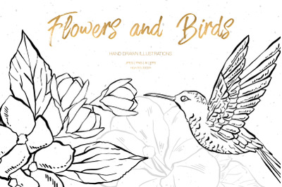 Flowers and Birds Illustrations