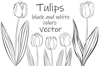 Tulips vector. Tulips graphics. Tulips flower. Tulips SVG