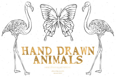 Hand Drawn Animals Illustrations