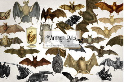 Vintage Bats Clipart
