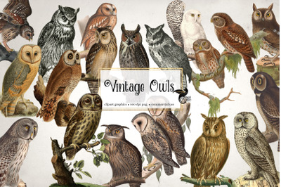 Vintage Owls Clipart