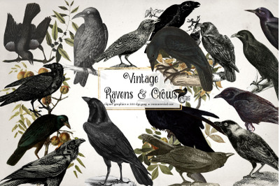 Vintage Ravens and Crows Clipart