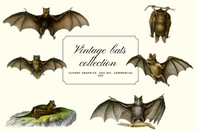 Vintage Bats Collection, Creepy Graphics Illustration, Spooky Halloween Bats