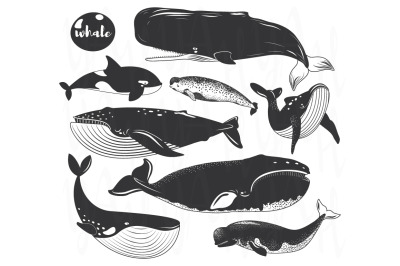 Whale Wall Art Collection Set