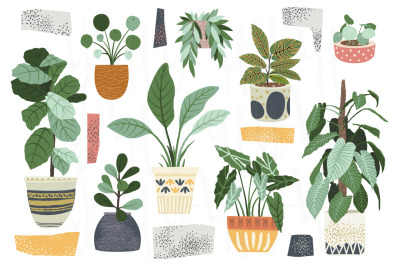 House Plant Collection Set