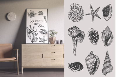 Shells collection. 15 vector elements for your projects