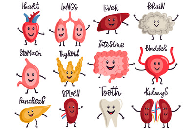 Healthy body organs. Internal human organs characters, biology medicin