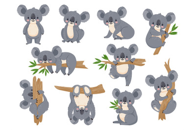 Cute cartoon koala. Lazy koalas with eucalyptus. Little funny rainfore