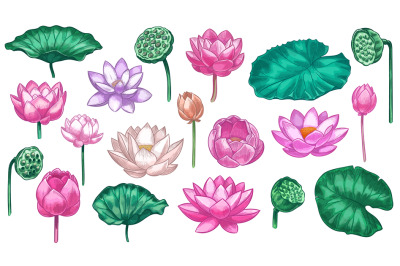 Pink lotus. Water lily flowers pink lotus and green leaves, beautiful