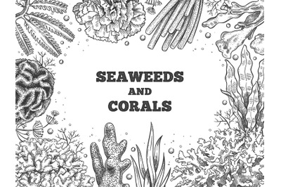 Seaweed background. Reef aquatic weed and corals&2C; underwater ocean and