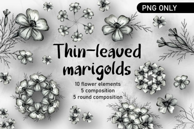 Thin-leaved Marigold Flower Clipart. Marigold PNG