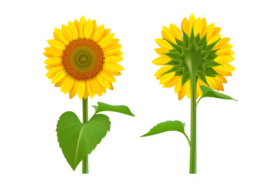 Sunflowers realistic. Summer botanical floral collection of sunflowers