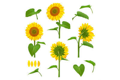 Sunflowers illustrations. Garden botanical yellow beauty sunflowers wi