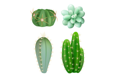 Cactuses plants. Decorative realistic succulent green indoor botanical