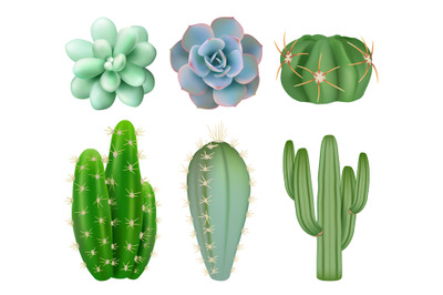 Green cactuses. Realistic indoor botanical decorative mexico plants wi