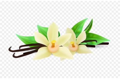 Realistic vanilla flowers and sticks vector isolated on transparent ba