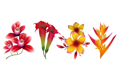 Tropical exotic flowers vector isolated on white background